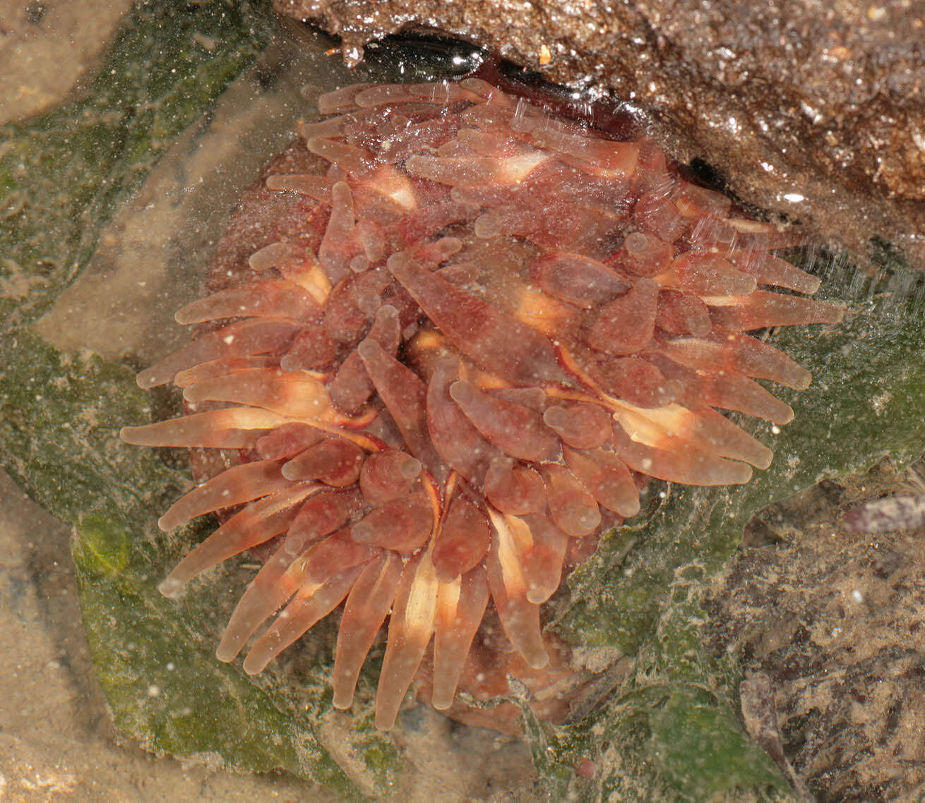 Image of Northern red anemone