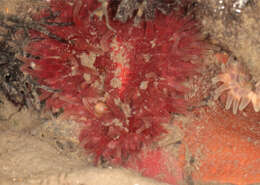 Image of Northern red anemone