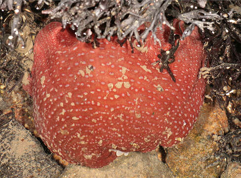 Image of Northern red anemone