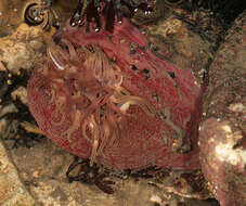 Image of Northern red anemone