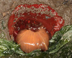 Image of Northern red anemone