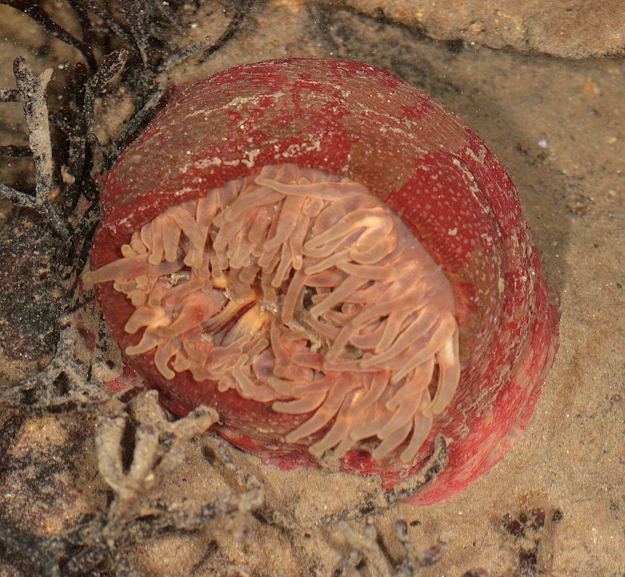 Image of Northern red anemone