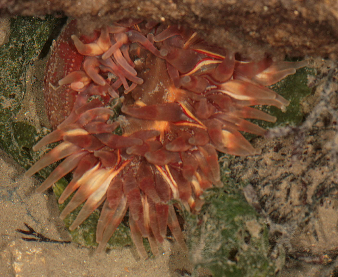 Image of Northern red anemone