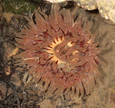 Image of Northern red anemone