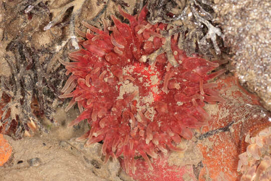 Image of Northern red anemone