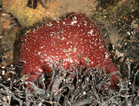 Image of Northern red anemone