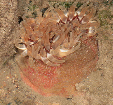 Image of Northern red anemone