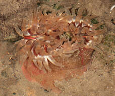 Image of Northern red anemone