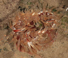 Image of Northern red anemone