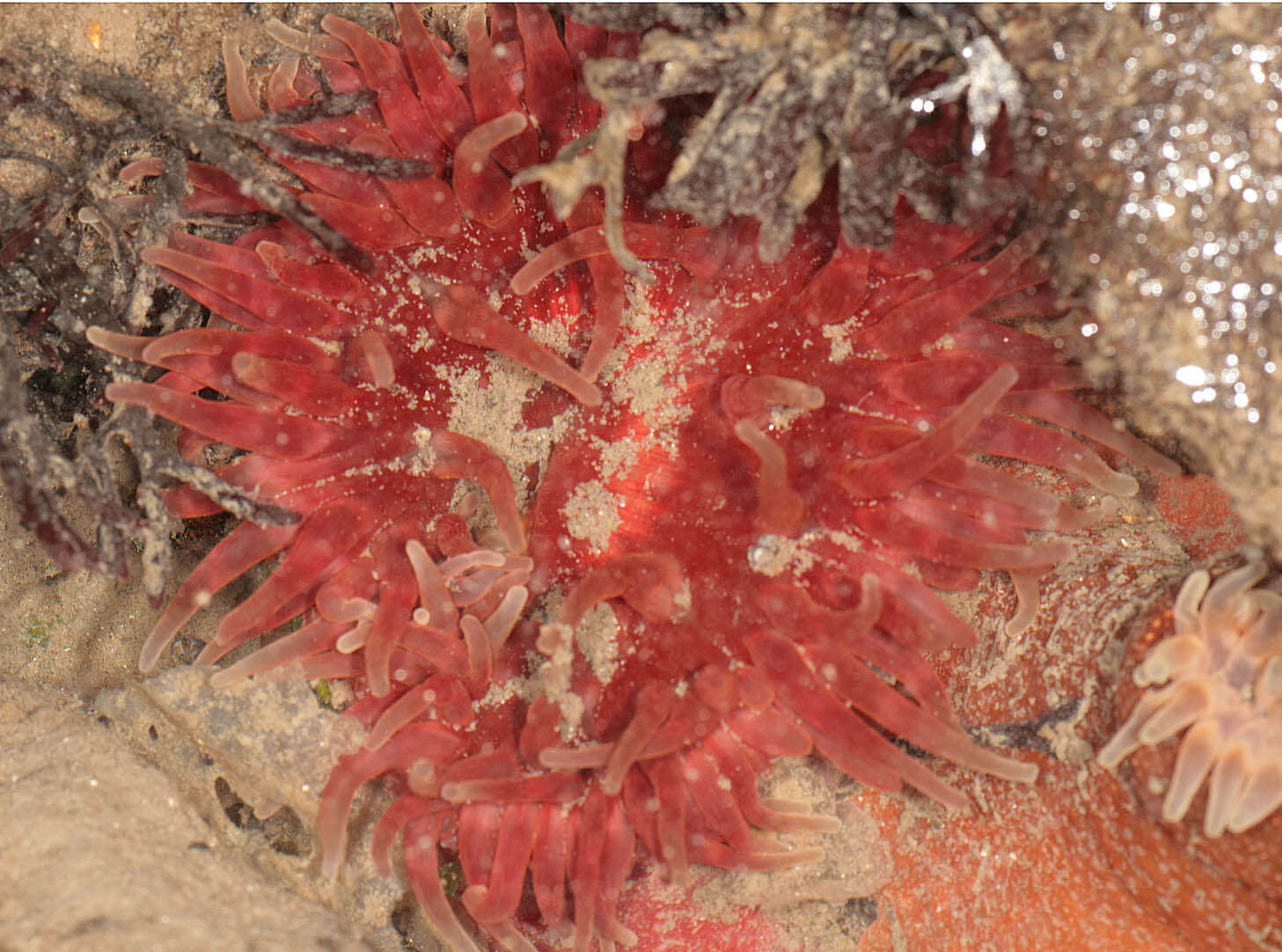 Image of Northern red anemone