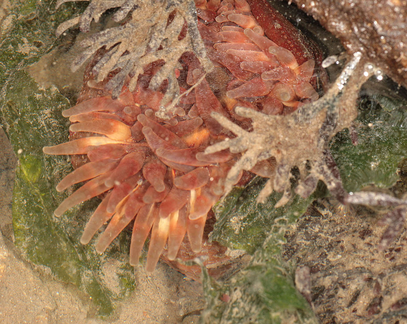 Image of Northern red anemone