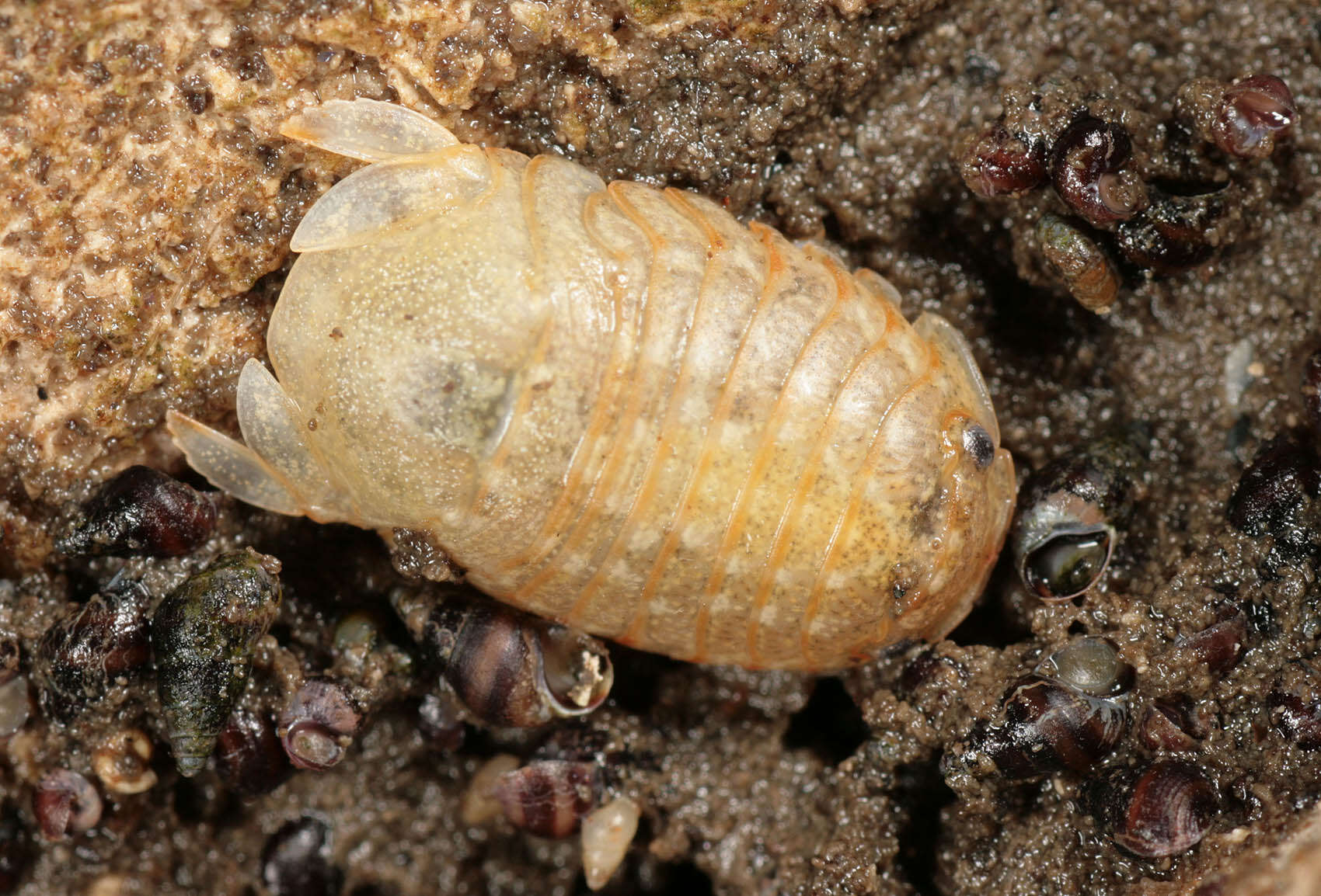 Image of Sphaeroma serratum (J. C. Fabricius 1787)