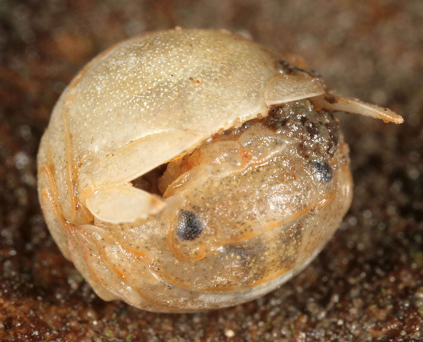 Image of Sphaeroma serratum (J. C. Fabricius 1787)