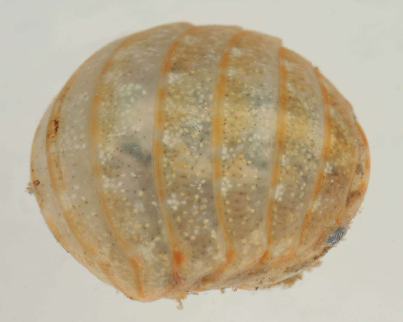 Image of Sphaeroma serratum (J. C. Fabricius 1787)