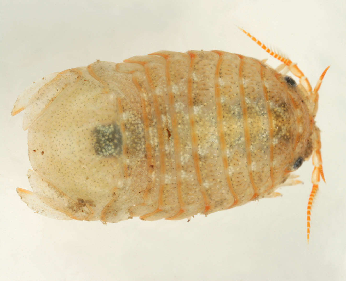 Image of Sphaeroma serratum (J. C. Fabricius 1787)