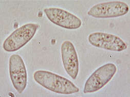 Image of Typhula phacorrhiza (Reichard) Fr. 1818