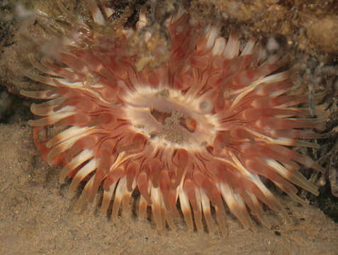 Image of Northern red anemone