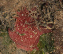 Image of Northern red anemone