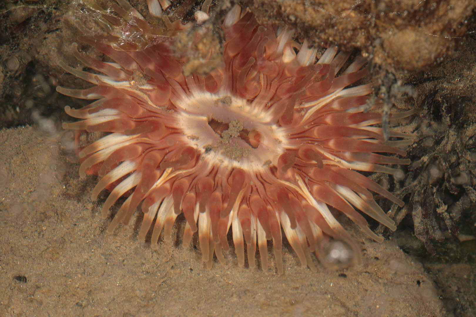 Image of Northern red anemone