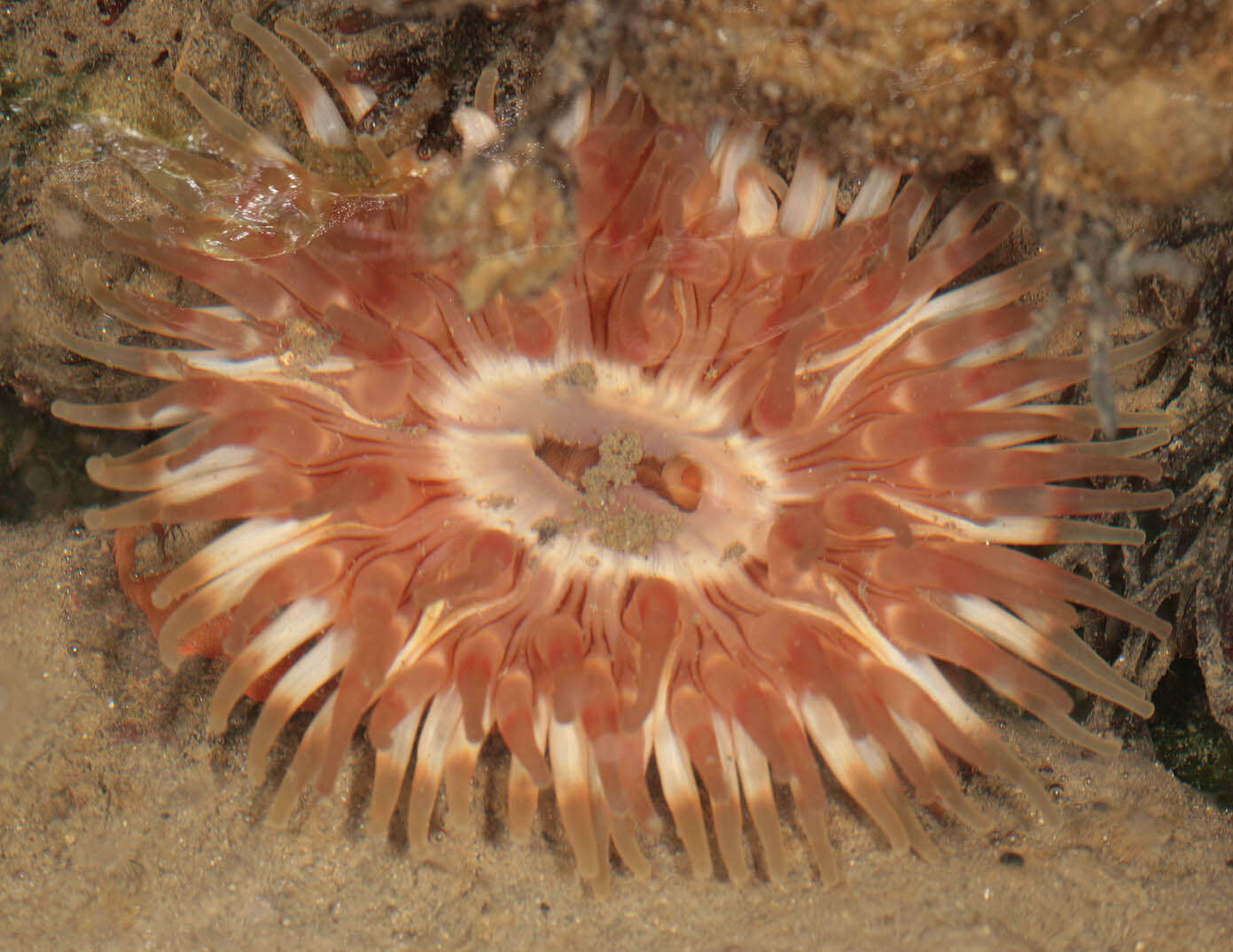 Image of Northern red anemone