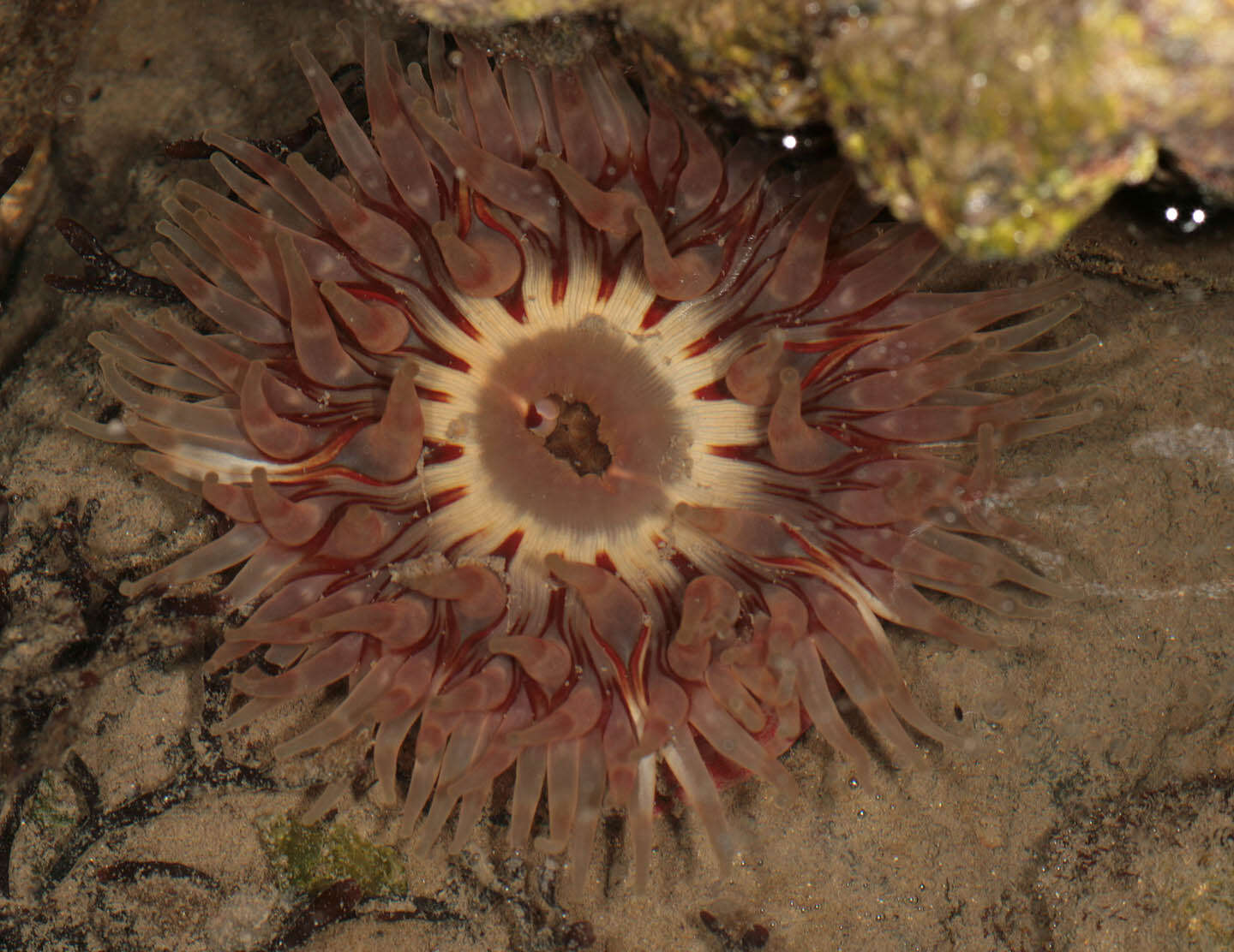 Image of Northern red anemone