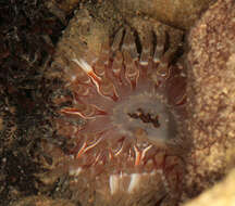 Image of Northern red anemone