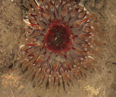 Image of Northern red anemone