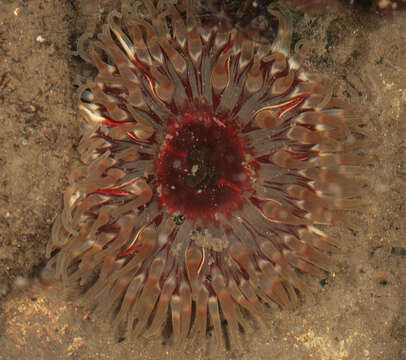 Image of Northern red anemone