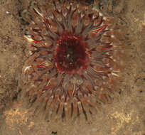 Image of Northern red anemone