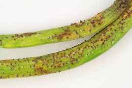 Image of Puccinia liliacearum Duby 1830