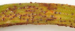 Image of Puccinia liliacearum Duby 1830