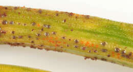 Image of Puccinia liliacearum Duby 1830