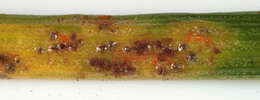 Image of Puccinia liliacearum Duby 1830