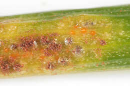 Image of Puccinia liliacearum Duby 1830