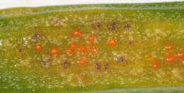 Image of Puccinia liliacearum Duby 1830