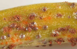 Image of Puccinia liliacearum Duby 1830