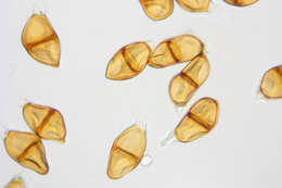 Image of Puccinia liliacearum Duby 1830