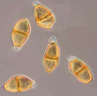 Image of Puccinia liliacearum Duby 1830