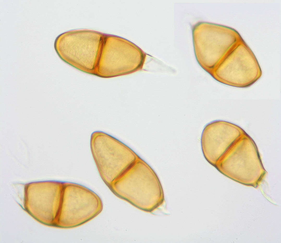 Image of Puccinia liliacearum Duby 1830