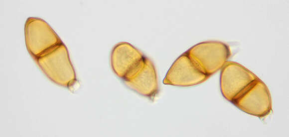 Image of Puccinia liliacearum Duby 1830