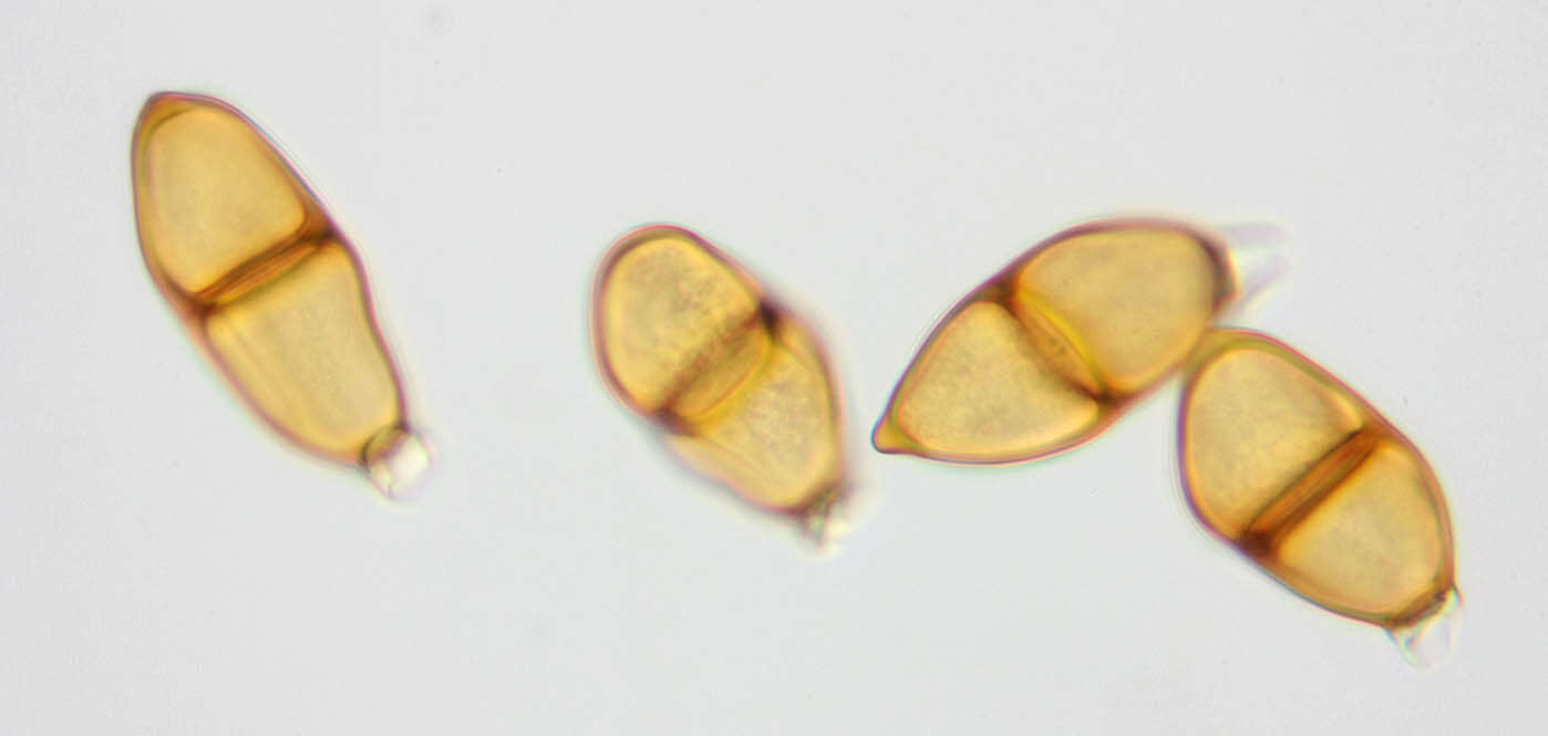 Image of Puccinia liliacearum Duby 1830