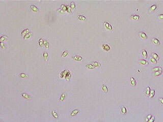 Clavulinopsis luteoalba (Rea) Corner 1950 resmi