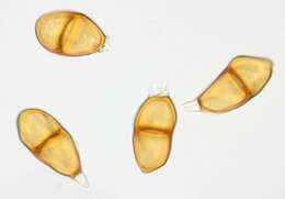 Image of Puccinia liliacearum Duby 1830