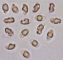 Clavulinopsis luteoalba (Rea) Corner 1950 resmi