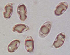 Clavulinopsis luteoalba (Rea) Corner 1950 resmi