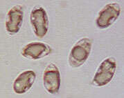 Clavulinopsis luteoalba (Rea) Corner 1950 resmi