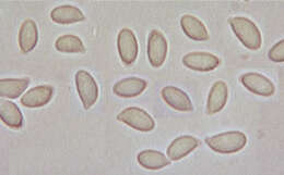 Plancia ëd Gymnopus brassicolens (Romagn.) Antonín & Noordel. 1997