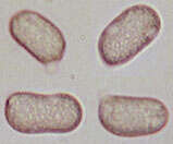 Image of Hygrocybe intermedia (Pass.) Fayod 1889
