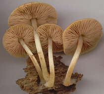 Image of Pluteus chrysophaeus (Schaeff.) Quél. 1872