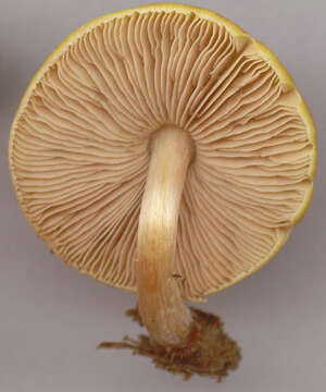 Image of Pluteus chrysophaeus (Schaeff.) Quél. 1872